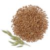 Whole Grain Wheat