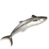 Mackerel