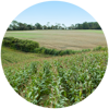 Crop Rotation