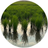 Alternating wetting and drying conserves water, improves soil health, increases yields, and limits pests and disease.