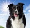 Dog with Radiant Coat and Sparkling Eyes