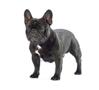Best Dog Breeds for Families