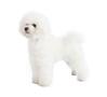 Most Hypoallergenic Dog Breeds