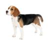 Dog Breeds with Light Shedding