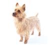 small breed dog