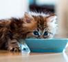 grey kitten feeding at blue bowl