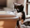 How to litter train a kitten