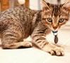 striped kitten on the floor