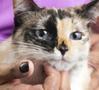 When to switch from Kitten food to adult