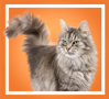 Fluffy cat standing like a diva over an orange background