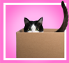 Explorer cat peeking out from a box over a pink background