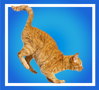 Orange tabby cat in mid-pounce over a blue background