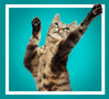 Silly Goose cat reaching up with its paws over a teal background