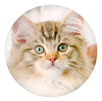 Kitten