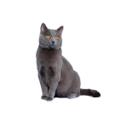 Chartreux cat