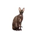 Cornish Rex cat