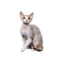 Devon Rex cat