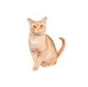 European Burmese Cat