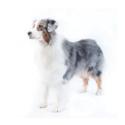 Australian Shepherd dog