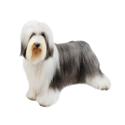 Bearded Collie dog