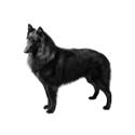 Belgian Sheepdog dog