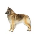 Belgian Tervuren dog