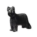 Briard dog