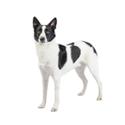 Canaan dog