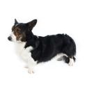Cardigan Welsh Corgi dog