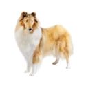 Collie dog