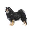 Finnish Lapphund dog