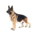German Shepherd dog