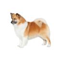 Icelandic Sheepdog