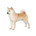 Norwegian Buhund dog