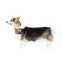 Pembroke Welsh Corgi dog