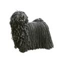 Puli dog