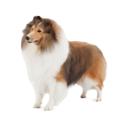 Shetland Sheepdog