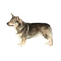 Swedish Vallhund dog
