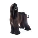 Afghan Hound dog