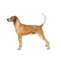 American English Coonhound dog