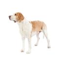 American Foxhound dog