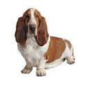 Basset Hound dog