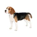 Beagle dog