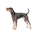 Black and Tan Coonhound dog