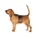 Bloodhound dog