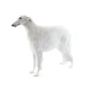Borzoi dog