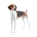 English Foxhound dog