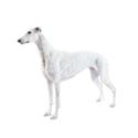Greyhound dog