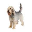 Otterhound dog
