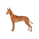 Pharaoh Hound dog